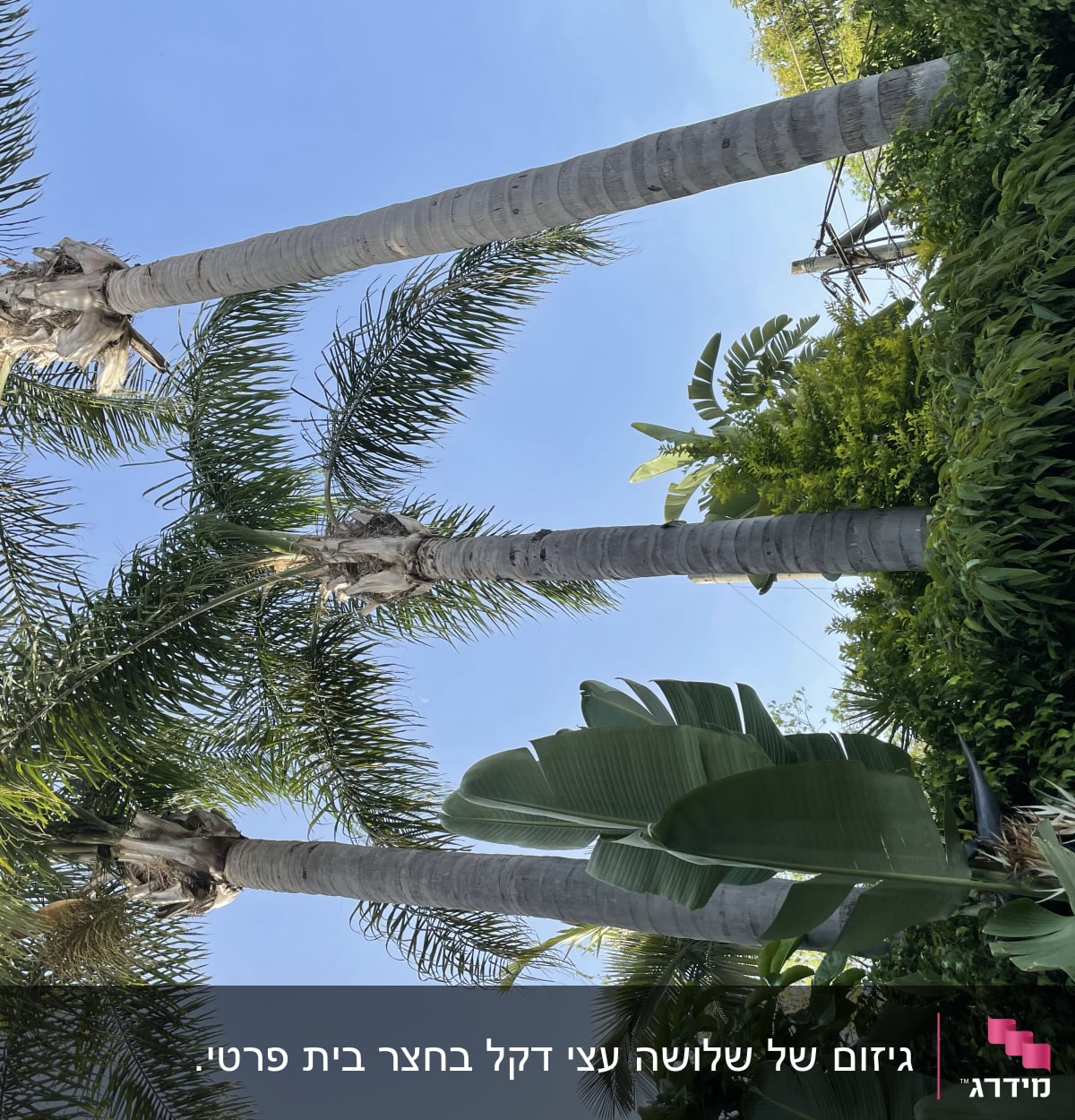עצים גבוהים עם עלים גזומים בשמיים כחולים